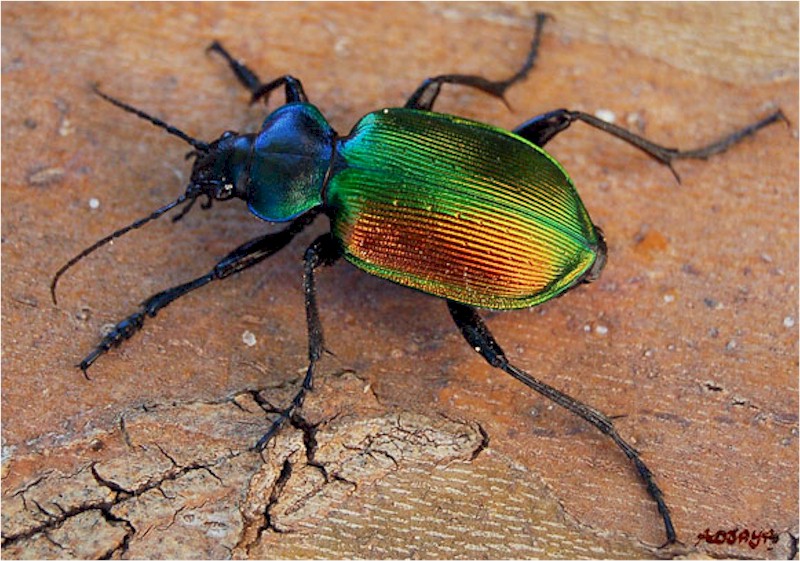 Scarabaeus
